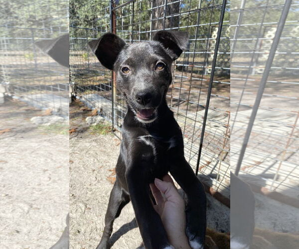 Medium Photo #3 Black Mouth Cur-Unknown Mix Puppy For Sale in Palatka, FL, USA