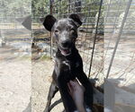 Small #2 Black Mouth Cur Mix
