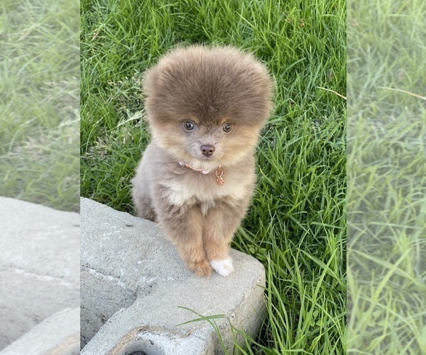 Medium Photo #1 Pomeranian Puppy For Sale in CORONA, CA, USA