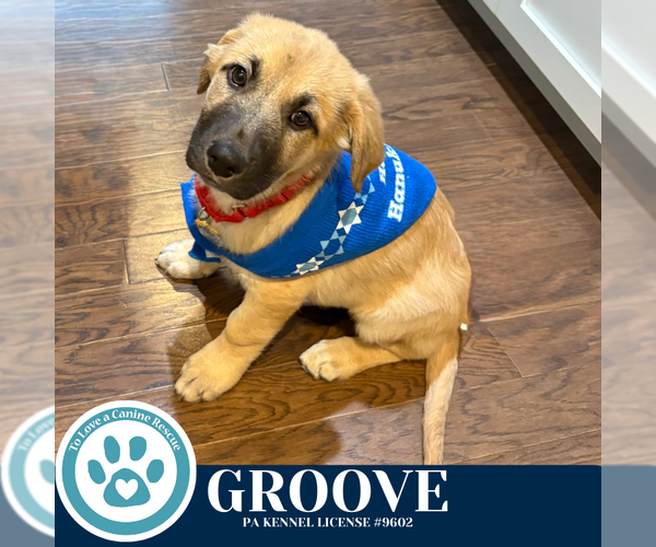 Medium Photo #1 Mutt Puppy For Sale in Kimberton, PA, USA