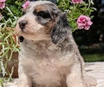Small #4 Miniature Bernedoodle