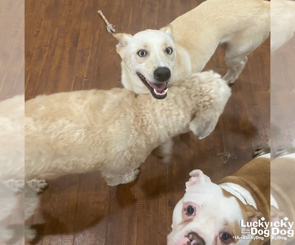 Medium Photo #7 Huskies -Whippet Mix Puppy For Sale in Washington, DC, USA