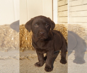 Medium Labrador Retriever
