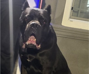 Father of the Cane Corso puppies born on 03/23/2026