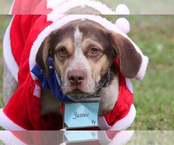 Medium Photo #3 Beagle Puppy For Sale in Tampa, FL, USA
