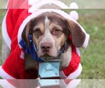 Small Photo #3 Beagle Puppy For Sale in Tampa, FL, USA