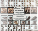 Small #7 French Bulldog