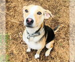 Small #3 Labrador Retriever Mix
