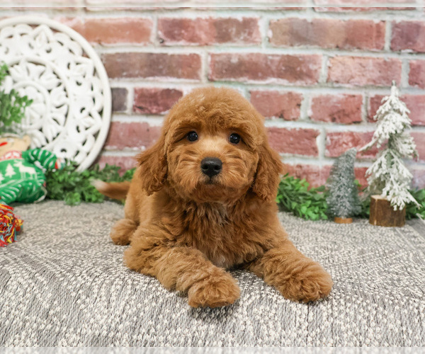 Medium Photo #7 Goldendoodle Puppy For Sale in SYRACUSE, IN, USA
