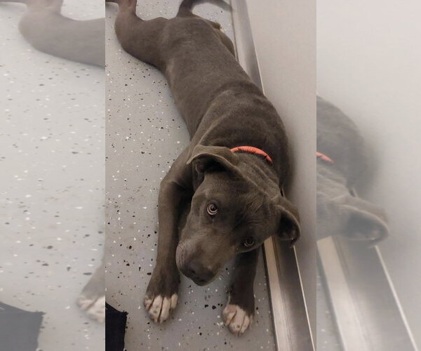 Medium Photo #2 Mutt Puppy For Sale in Williamsburg, IA, USA