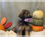 Small Photo #5 English Setter-Irish Doodle Mix Puppy For Sale in ANAMOSA, IA, USA
