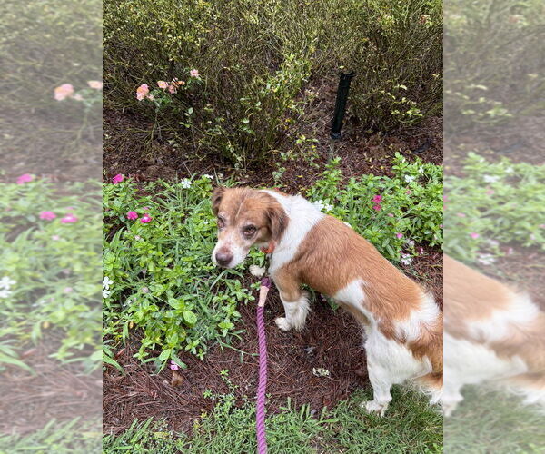 Medium Photo #2 Border Collie-Unknown Mix Puppy For Sale in Mooresville, NC, USA