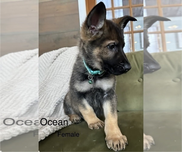 Medium Photo #1 German Shepherd Dog Puppy For Sale in PERKINSVILLE, VT, USA