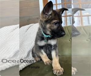 Medium German Shepherd Dog