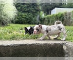 Small #2 American Bully