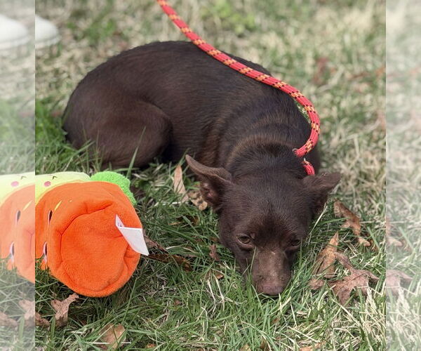 Medium Photo #4 Chihuahua-Unknown Mix Puppy For Sale in Yardley, PA, USA