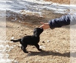 Small Photo #11 Labradoodle Puppy For Sale in BLACK FOREST, CO, USA