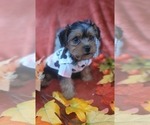 Small #4 Yorkshire Terrier