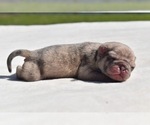 Small #2 Pug