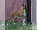 Small Photo #1 Boxer Puppy For Sale in SHIPSHEWANA, IN, USA