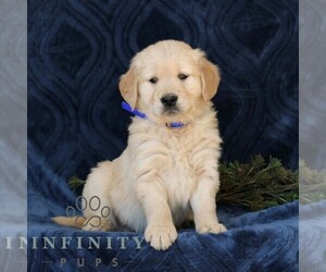 Golden Retriever Puppy for sale in NARVON, PA, USA