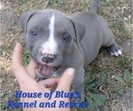 Small #22 American Pit Bull Terrier