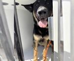 Small German Shepherd Dog