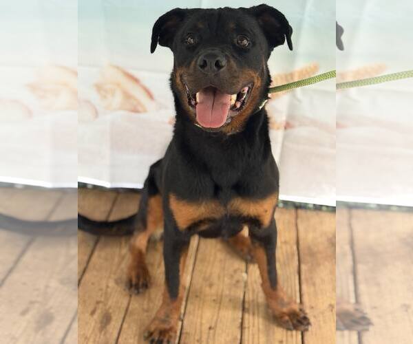Medium Photo #2 Rottweiler Puppy For Sale in Hillsboro, NH, USA