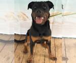 Small #1 Rottweiler