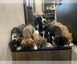 Puppy 2 Australian Shepherd-Great Dane Mix