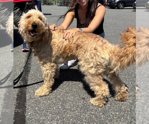 Golden Retriever-Unknown Mix Dogs for adoption in Brooklyn, NY, USA