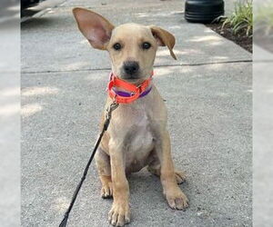 Labbe Dogs for adoption in Virginia Beach, VA, USA