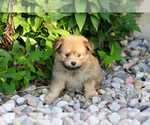 Small #2 Pom-A-Poo