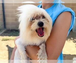 Maltese-Unknown Mix Dogs for adoption in Orange, CA, USA