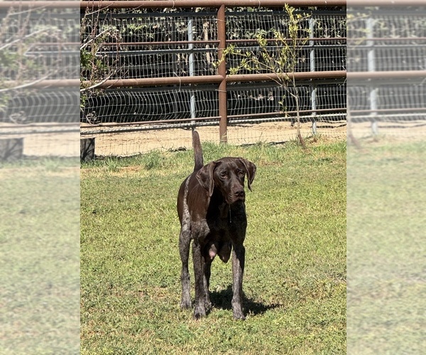 Medium Photo #1 German Shorthaired Pointer Puppy For Sale in LOS ALAMOS, CA, USA