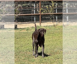 Mother of the German Shorthaired Pointer puppies born on 03/08/2026