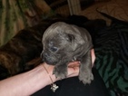 Small Photo #13 Cane Corso Puppy For Sale in DENVER, CO, USA