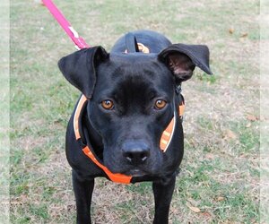 Bulldog-Labrador Retriever Mix Dogs for adoption in Monticello, MS, USA