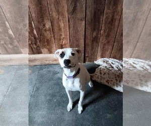 American Pit Bull Terrier-Unknown Mix Dogs for adoption in pomfret, CT, USA