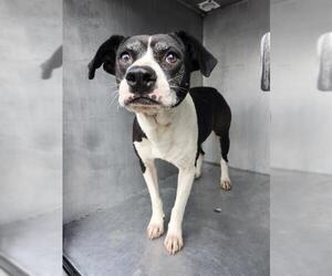 American Staffordshire Terrier-Unknown Mix Dogs for adoption in San Antonio, TX, USA