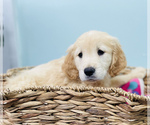 Small Photo #2 Golden Retriever Puppy For Sale in CINCINNATI, OH, USA