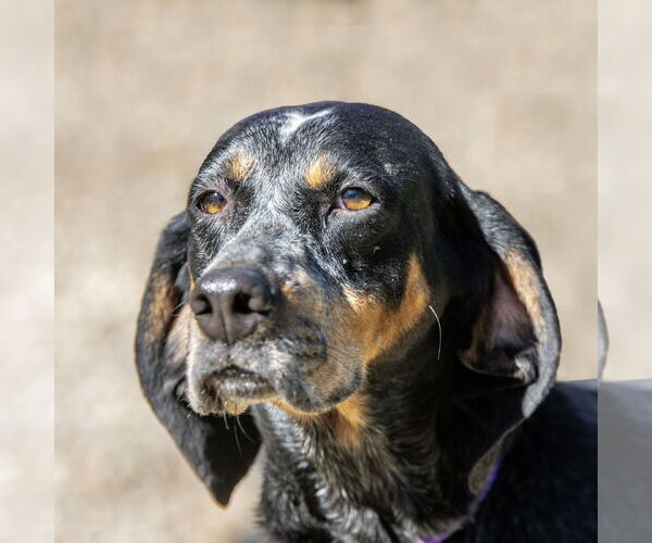 Medium Photo #5 Mutt Puppy For Sale in Hilton Head, SC, USA