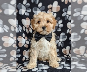 Cocker Spaniel-Poodle (Miniature) Mix Puppy for sale in PEACH BOTTOM, PA, USA