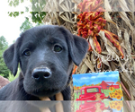Small Photo #3 Labrador Retriever Puppy For Sale in SALYERSVILLE, KY, USA