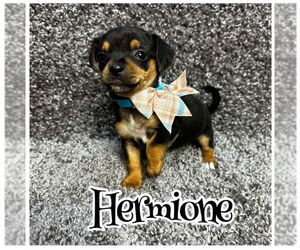 Chiweenie Dogs for adoption in Grafton, WI, USA