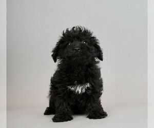 Medium Poodle (Toy)-Yorkshire Terrier Mix