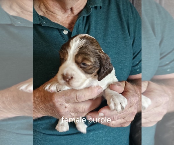 Medium Photo #8 English Springer Spaniel Puppy For Sale in LA CROSSE, WI, USA
