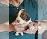 Small #7 English Springer Spaniel
