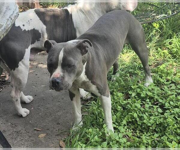Medium Photo #2 American Staffordshire Terrier-Unknown Mix Puppy For Sale in San Antonio, TX, USA