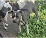 Small #1 American Staffordshire Terrier Mix